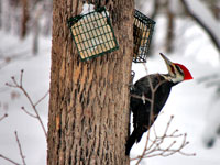 pileated woodpecker January 3