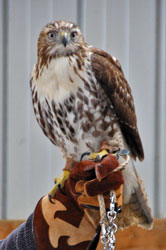 Redtail Hawk - Juv female 
