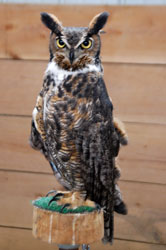 Great Horned Owl, male