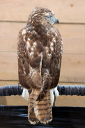 Redtail Hawk, Juv female