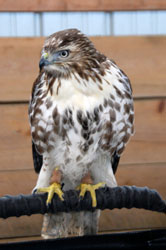 Redtail Hawk - Juv female