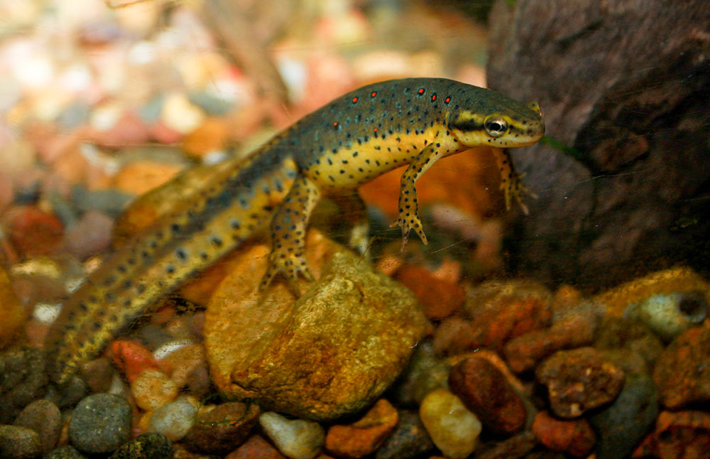 redspotted newt