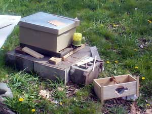 Bee installation