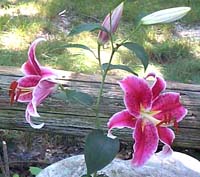 lilies, 10 aug