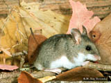 White-footed Mouse, Peromyscus leucopus